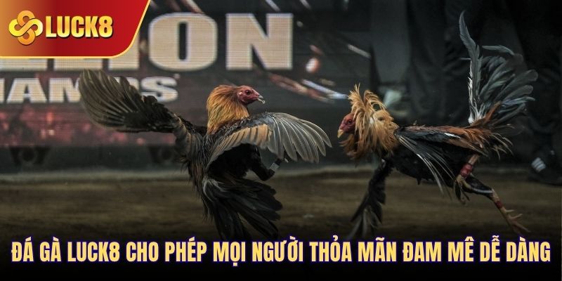 Đá gà Luck8 cho phép mọi người thỏa mãn đam mê dễ dàng